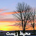 محيط زيست